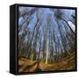 Primeval Forest with Fallen Trees, Austria, Viennese Wood, Mauerbach-Volker Preusser-Framed Stretched Canvas