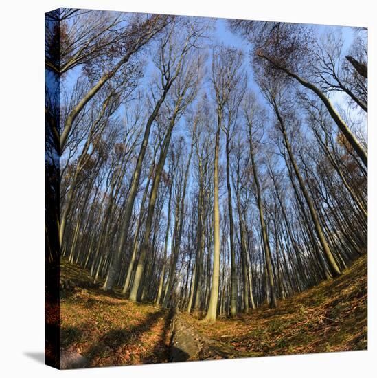 Primeval Forest with Fallen Trees, Austria, Viennese Wood, Mauerbach-Volker Preusser-Stretched Canvas