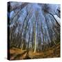 Primeval Forest with Fallen Trees, Austria, Viennese Wood, Mauerbach-Volker Preusser-Stretched Canvas