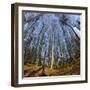 Primeval Forest with Fallen Trees, Austria, Viennese Wood, Mauerbach-Volker Preusser-Framed Photographic Print