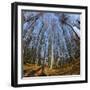 Primeval Forest with Fallen Trees, Austria, Viennese Wood, Mauerbach-Volker Preusser-Framed Photographic Print