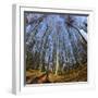 Primeval Forest with Fallen Trees, Austria, Viennese Wood, Mauerbach-Volker Preusser-Framed Photographic Print
