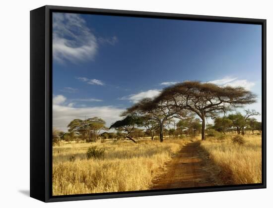 Primitive dirt roadway and acacia Trees, Tarangire National Park, Tanzania-Adam Jones-Framed Stretched Canvas