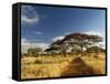 Primitive dirt roadway and acacia Trees, Tarangire National Park, Tanzania-Adam Jones-Framed Stretched Canvas