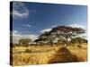 Primitive dirt roadway and acacia Trees, Tarangire National Park, Tanzania-Adam Jones-Stretched Canvas