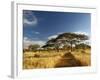 Primitive dirt roadway and acacia Trees, Tarangire National Park, Tanzania-Adam Jones-Framed Photographic Print