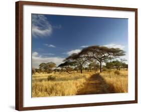 Primitive dirt roadway and acacia Trees, Tarangire National Park, Tanzania-Adam Jones-Framed Photographic Print