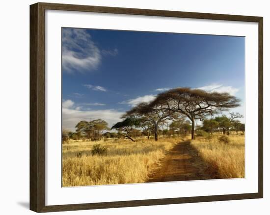 Primitive dirt roadway and acacia Trees, Tarangire National Park, Tanzania-Adam Jones-Framed Photographic Print