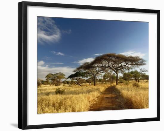 Primitive dirt roadway and acacia Trees, Tarangire National Park, Tanzania-Adam Jones-Framed Photographic Print