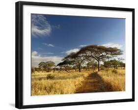 Primitive dirt roadway and acacia Trees, Tarangire National Park, Tanzania-Adam Jones-Framed Photographic Print