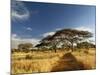 Primitive dirt roadway and acacia Trees, Tarangire National Park, Tanzania-Adam Jones-Mounted Photographic Print