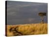 Primitive road and single Umbrella Thorn Acacia tree, Masai Mara Game Reserve, Kenya-Adam Jones-Stretched Canvas
