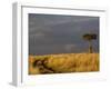 Primitive road and single Umbrella Thorn Acacia tree, Masai Mara Game Reserve, Kenya-Adam Jones-Framed Photographic Print