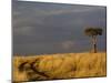 Primitive road and single Umbrella Thorn Acacia tree, Masai Mara Game Reserve, Kenya-Adam Jones-Mounted Photographic Print