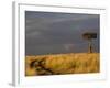 Primitive road and single Umbrella Thorn Acacia tree, Masai Mara Game Reserve, Kenya-Adam Jones-Framed Photographic Print