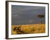 Primitive road and single Umbrella Thorn Acacia tree, Masai Mara Game Reserve, Kenya-Adam Jones-Framed Photographic Print