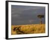 Primitive road and single Umbrella Thorn Acacia tree, Masai Mara Game Reserve, Kenya-Adam Jones-Framed Photographic Print