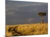 Primitive road and single Umbrella Thorn Acacia tree, Masai Mara Game Reserve, Kenya-Adam Jones-Mounted Photographic Print