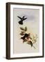 Primoli's Hummingbird, Metallura Primolinus-John Gould-Framed Giclee Print