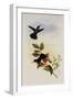 Primoli's Hummingbird, Metallura Primolinus-John Gould-Framed Giclee Print