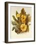 Primrose, 2010-Joan Thewsey-Framed Giclee Print