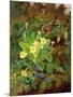 Primrose and Robin-William John Wainwright-Mounted Giclee Print