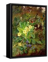 Primrose and Robin-William John Wainwright-Framed Stretched Canvas