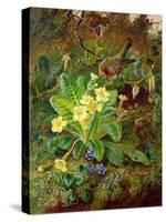 Primrose and Robin-William John Wainwright-Stretched Canvas