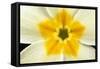 Primrose Flower Close-Up-null-Framed Stretched Canvas