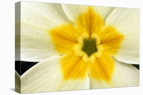 Primrose Flower Close-Up-null-Stretched Canvas