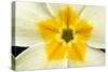 Primrose Flower Close-Up-null-Stretched Canvas