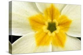 Primrose Flower Close-Up-null-Stretched Canvas