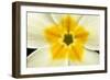 Primrose Flower Close-Up-null-Framed Photographic Print