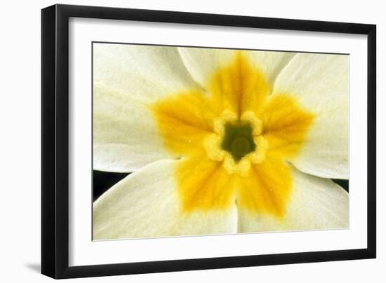 Primrose Flower Close-Up-null-Framed Photographic Print