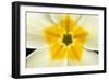 Primrose Flower Close-Up-null-Framed Photographic Print