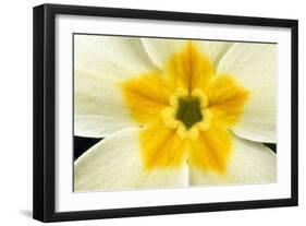 Primrose Flower Close-Up-null-Framed Photographic Print