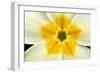 Primrose Flower Close-Up-null-Framed Photographic Print