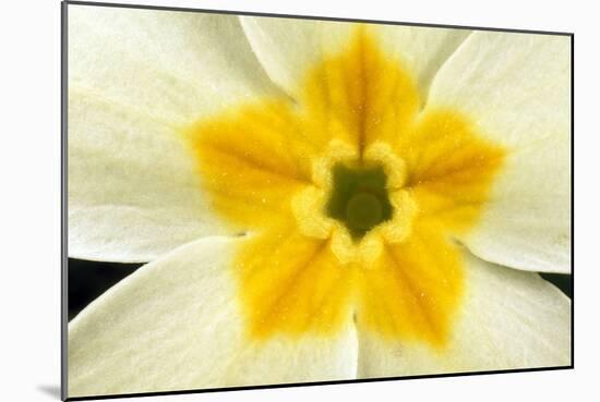 Primrose Flower Close-Up-null-Mounted Photographic Print