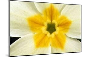 Primrose Flower Close-Up-null-Mounted Photographic Print