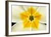 Primrose Flower Close-Up-null-Framed Photographic Print