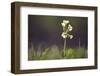 Primrose in the Morning Light-Jurgen Ulmer-Framed Photographic Print