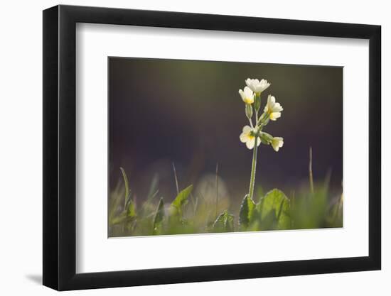 Primrose in the Morning Light-Jurgen Ulmer-Framed Photographic Print