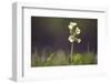 Primrose in the Morning Light-Jurgen Ulmer-Framed Photographic Print