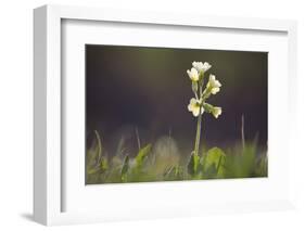 Primrose in the Morning Light-Jurgen Ulmer-Framed Photographic Print