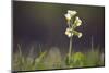 Primrose in the Morning Light-Jurgen Ulmer-Mounted Photographic Print