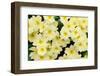Primrose on floor of decidious woodland, Scotland-Laurie Campbell-Framed Photographic Print
