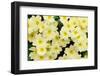 Primrose on floor of decidious woodland, Scotland-Laurie Campbell-Framed Photographic Print