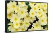 Primrose on floor of decidious woodland, Scotland-Laurie Campbell-Framed Stretched Canvas