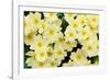 Primrose on floor of decidious woodland, Scotland-Laurie Campbell-Framed Photographic Print