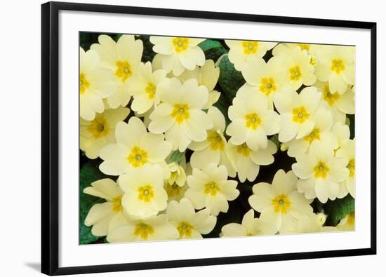 Primrose on floor of decidious woodland, Scotland-Laurie Campbell-Framed Photographic Print